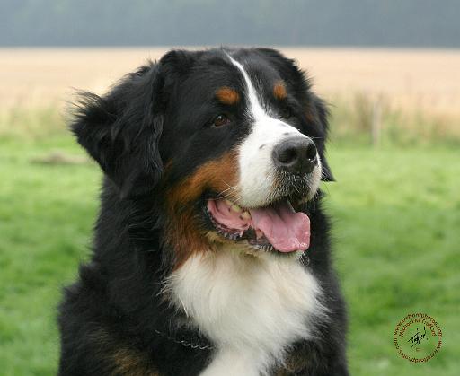 Bernese Mountain Dog 9Y066D-046.JPG
